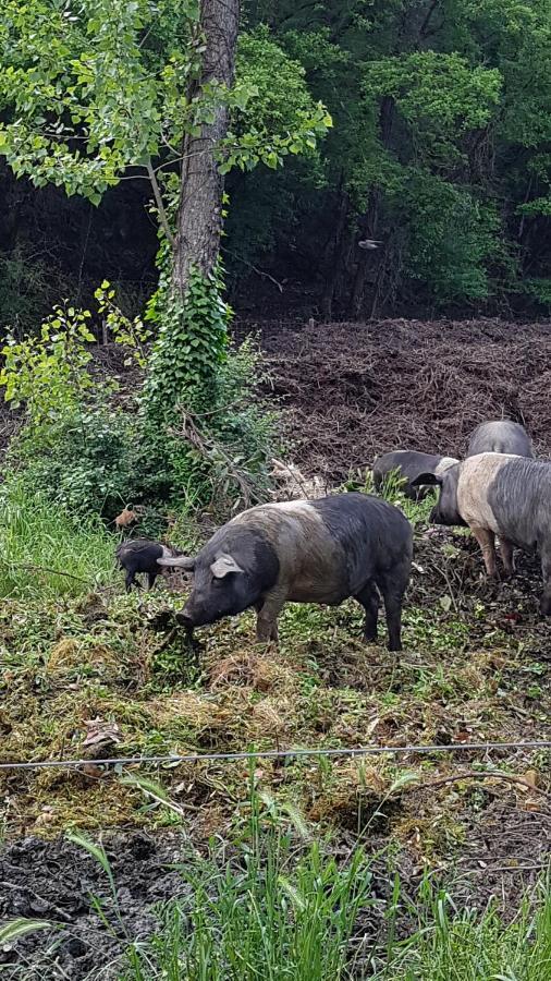 Apartament La Casa Nel Chianti Greve in Chianti Zewnętrze zdjęcie